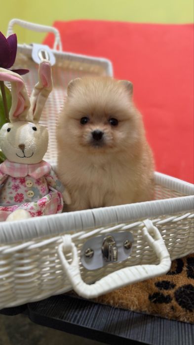 Дівчинка кроха шпиць