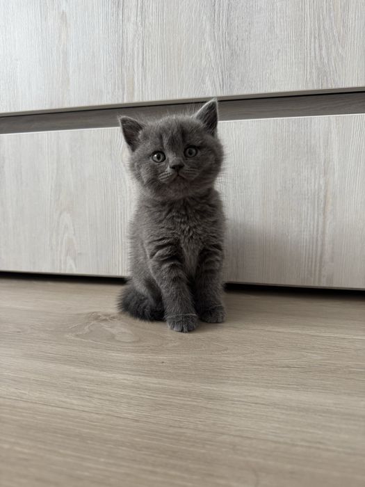 Шотландська прямовуха киця