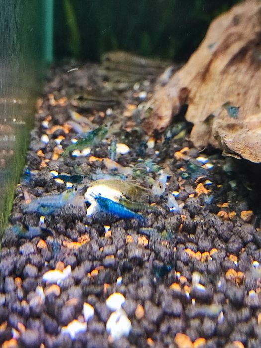 Camarões Neocaridina