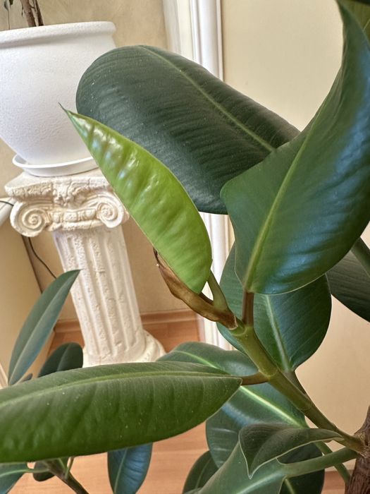 Вазоны для вашего дома