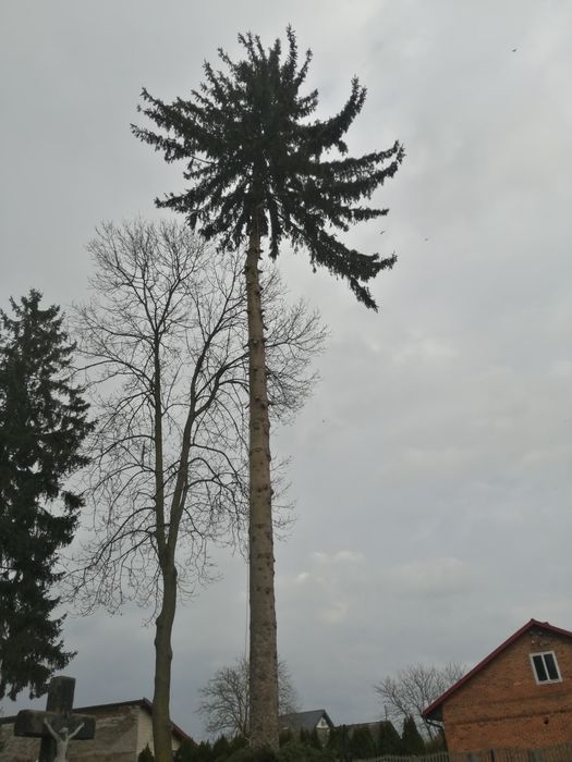 Wycinka drzew,usługi RĘBAKIEM, sprzątanie liści, kultywacja ogródka