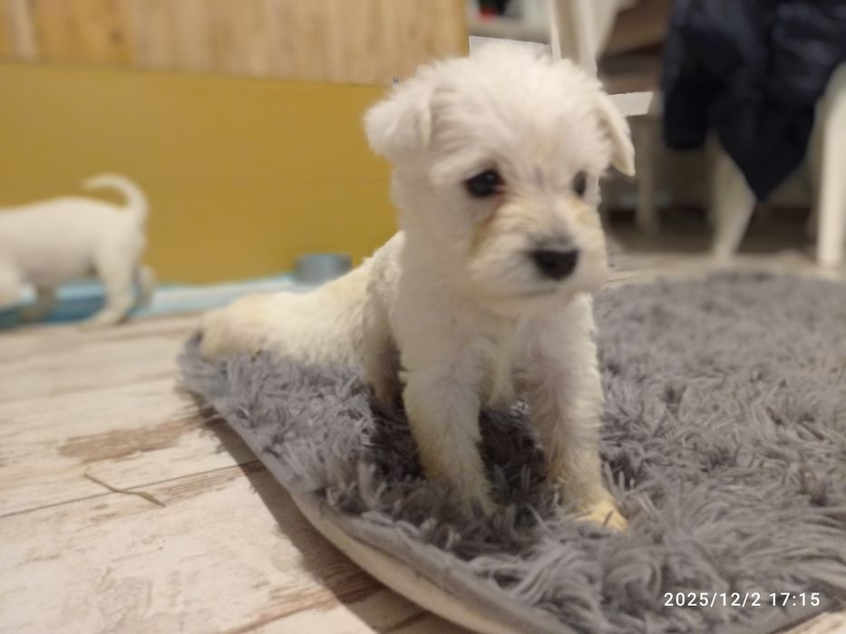 sznaucer miniaturowy miniaturka biały samiec