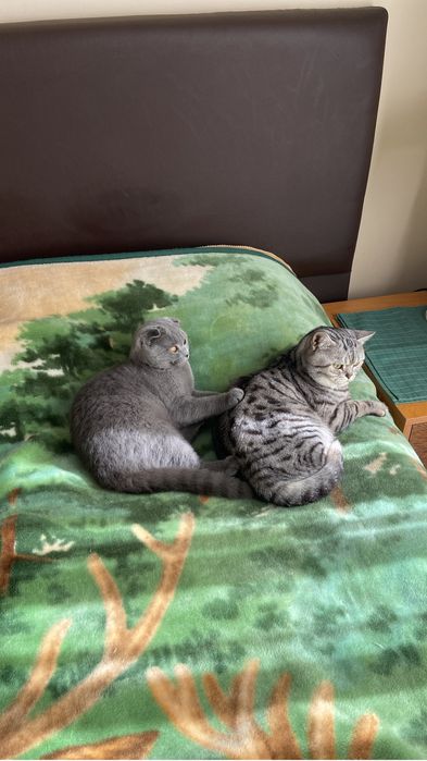 Gatinha Scottish Fold