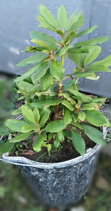 Rododendrony krzew