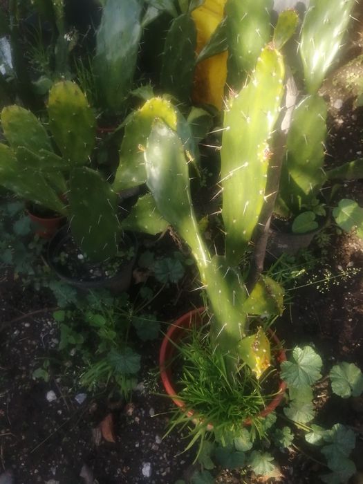 Várias plantas figueira da Índia..