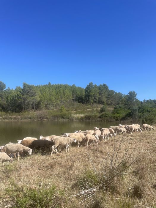 Ovelhas cruzadas B4 várias raças