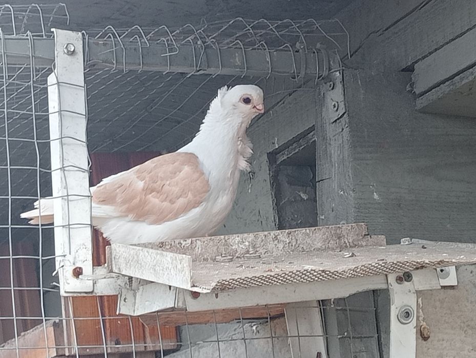 Mewki żółte z tamtego roku