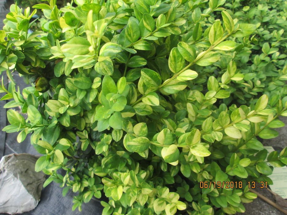 Bukszpan aureovariegata - sadzonka