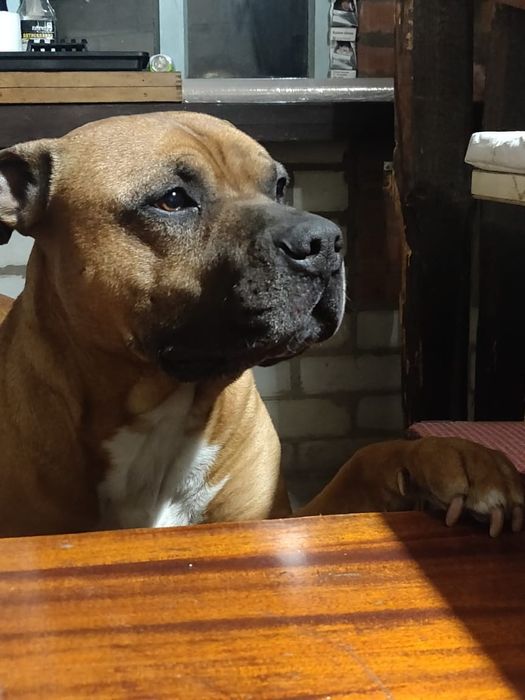 Кобель для вязки стаффорд.