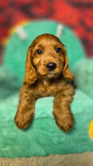 Jedyny Taki! Bardzo ciemny i inteligentny chłopiec Cockapoo Cocapoo Cocker Spaniel Pudel Badania Hodowla z tradycją i doświadczeniem