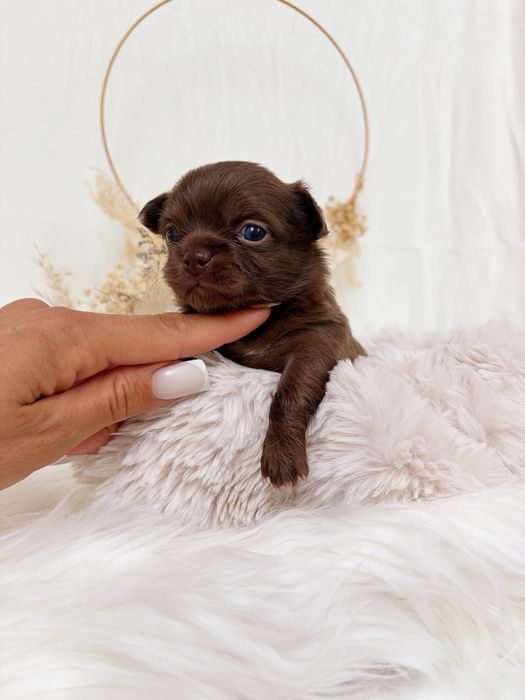 Chihuahua * czekoladowy * długowłosy