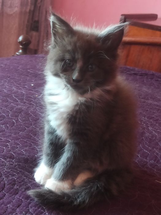 Сестрички із розплідника готові до переїзду