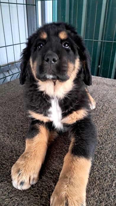 Цуценята тибетського мастифа продаж.