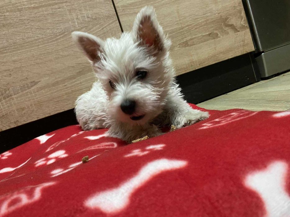 West Highland White Terrier