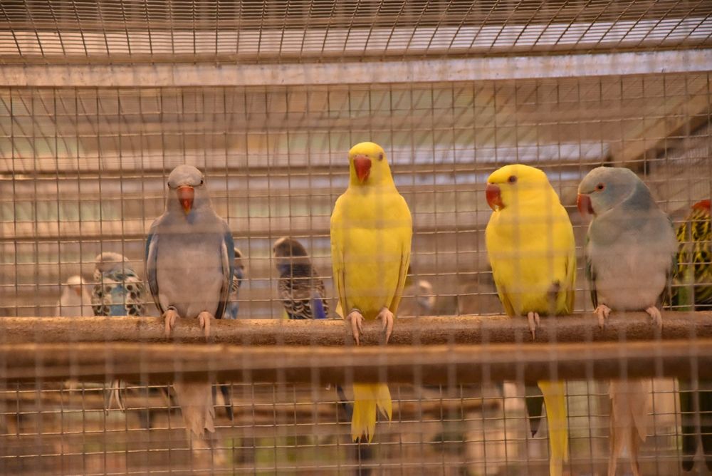 Ring necks Lutinos e Azuis 2025