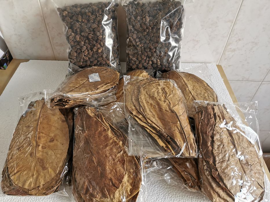 Pinhas de Amieiro