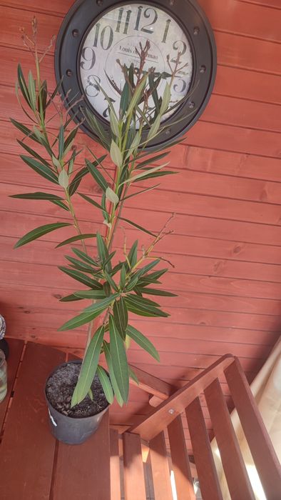 Oleander 3 letni różowe kwiaty