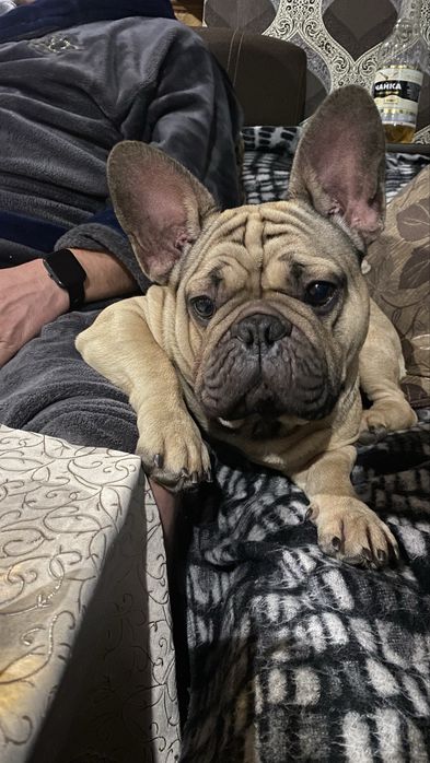 Вязка французького бульдога