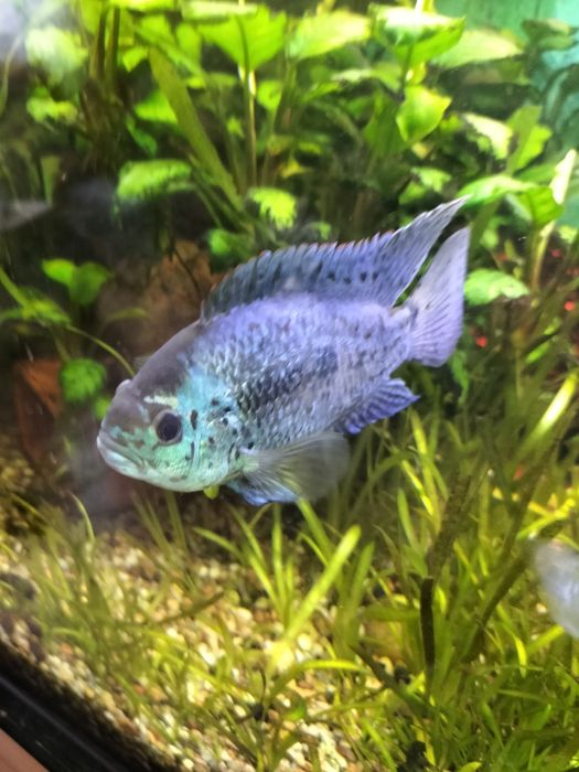 Pielęgnica dempstey elektro