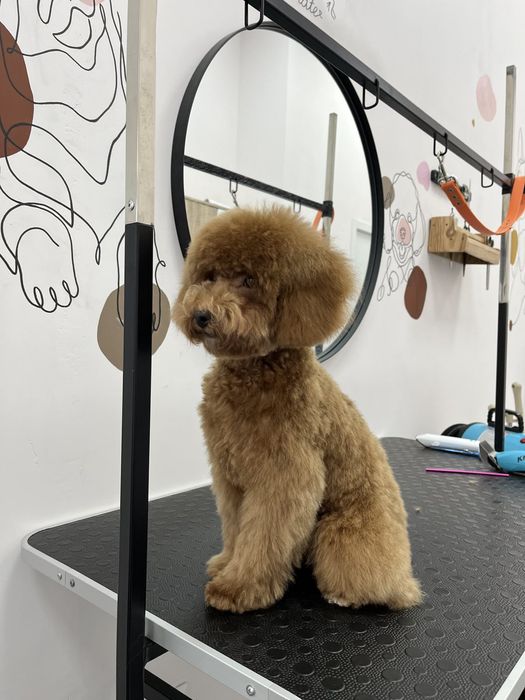 Мальтіпу,пес,домашній улюбленець