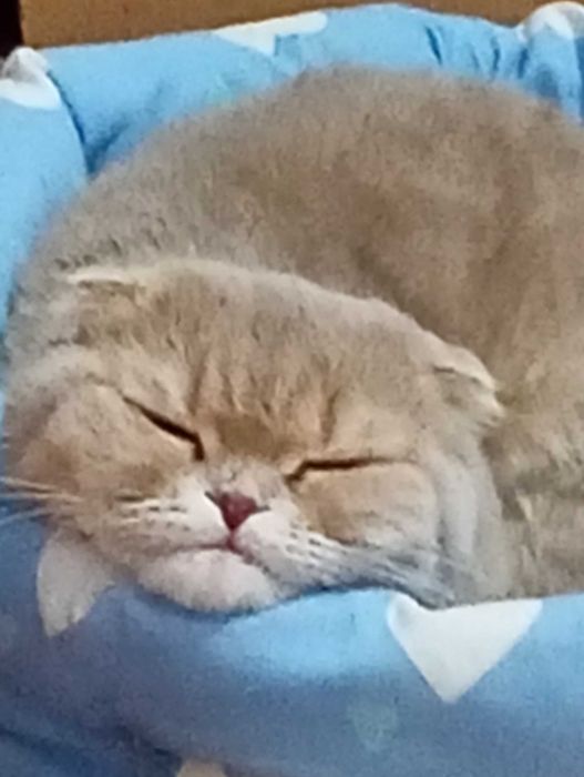 Кошеня блакитної золотої шиншили