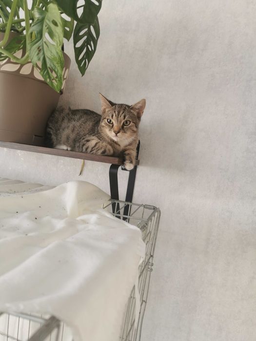 Dziewiecio miesieczne kocurki, rodzeństwo szukają stałego domu.