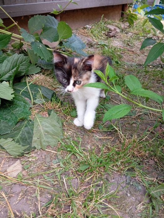 Кошенята в добрі руки