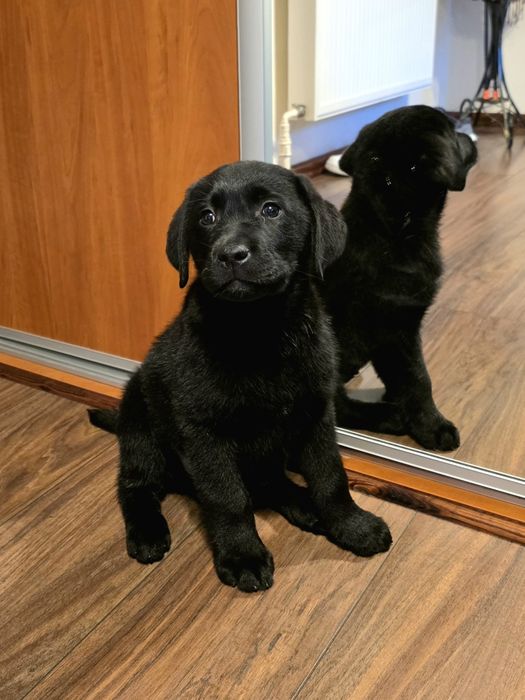 Labrador retriever FCI ZKWP suczka czarna