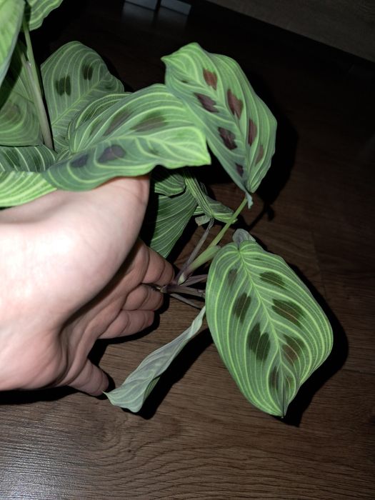 Maranta Light veins fantasy cięta