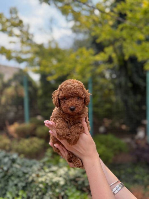 Мальтипу f1, f2 мальтіпу f1 f2 той пудель