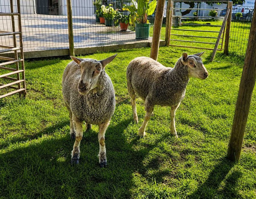 Borregas Charolesas Puras