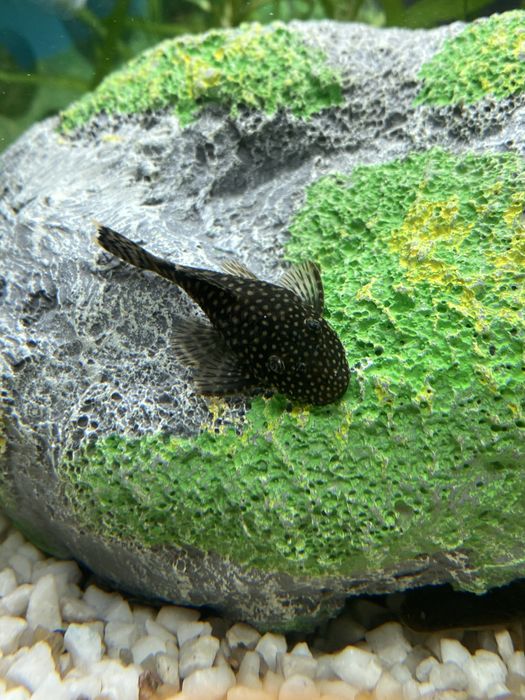 Акваріумні рибки соми великий різновид