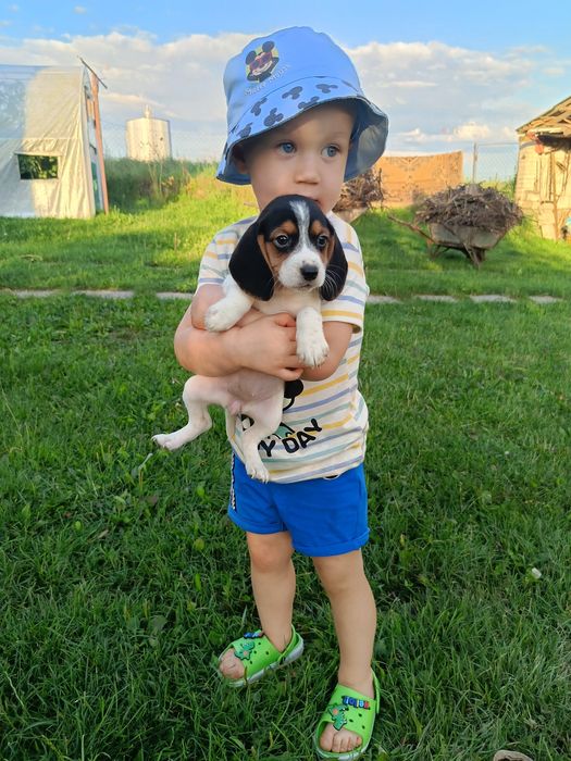 Rasowe Beagle tricolor