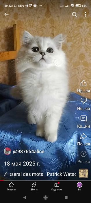 Серебристый котёнок шиншилла 3 месяца