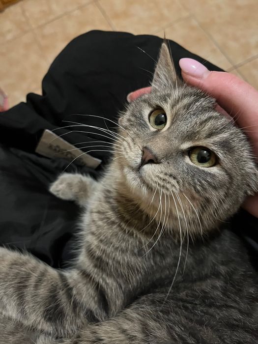 Гарний котик шукає люблячу сім’ю