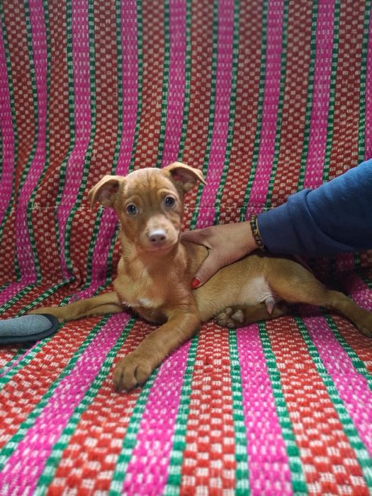 Julio - 4 meses, porte pequeno (5/6kg)