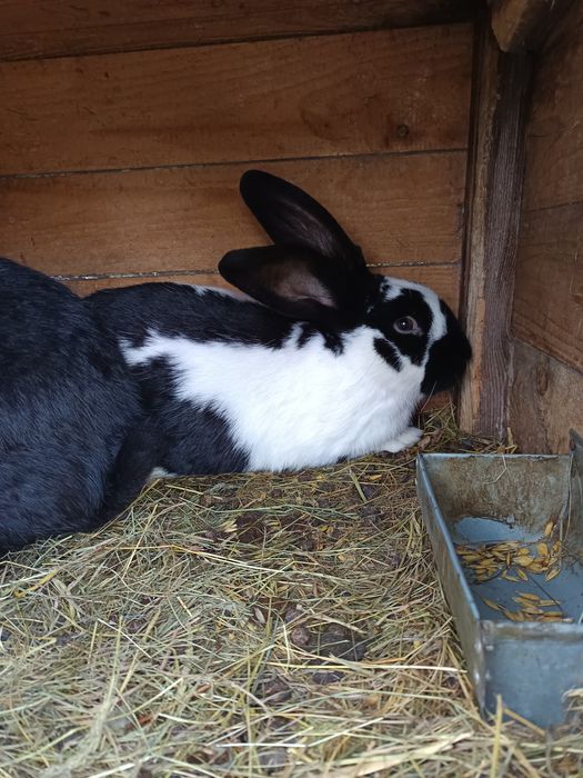 Samiec srokacz niemiecki