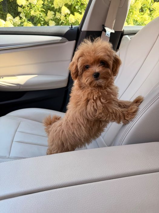 Wesoła sunia maltipoo