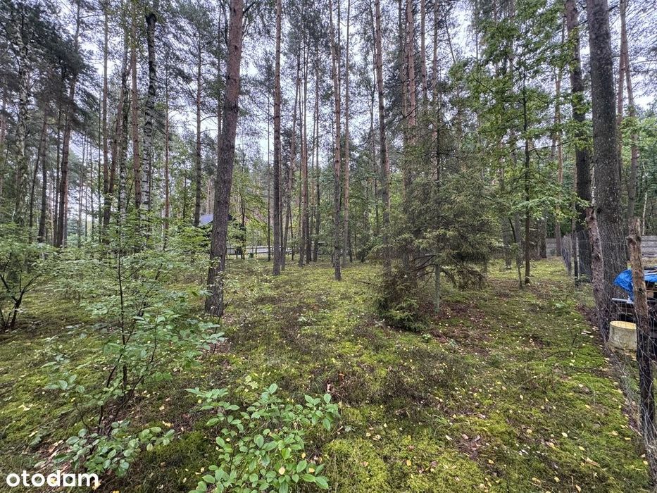 Twoje prywatne grzyby Działka 1993 m² Nowy Adamów - Więcej