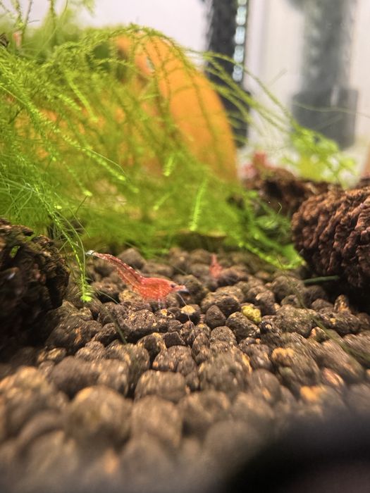 Camarões Red Cherry (Neocaridina davidi) - Perfeitos para Iniciantes!