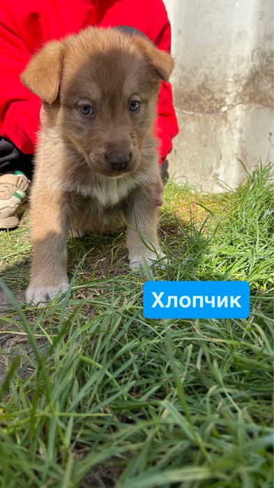 Віддам у добрі руки цуценят