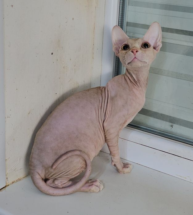 Котики чекають на батьків