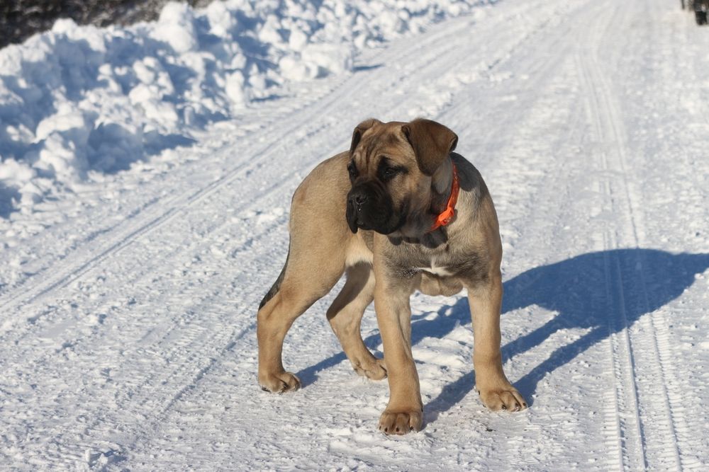 Cane Corso Płowa sunia