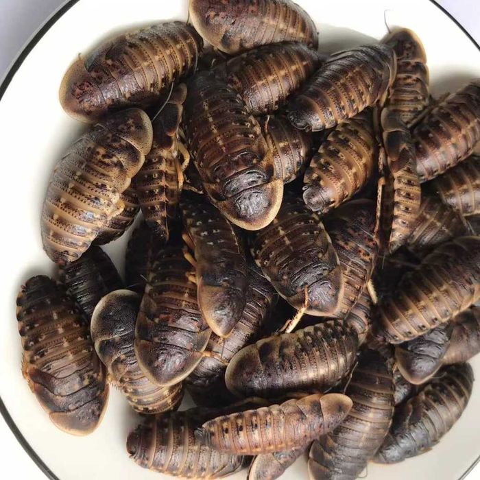 Karaczan Argentyński Dubia MIX (Wszystkie rozmiary) 250szt.