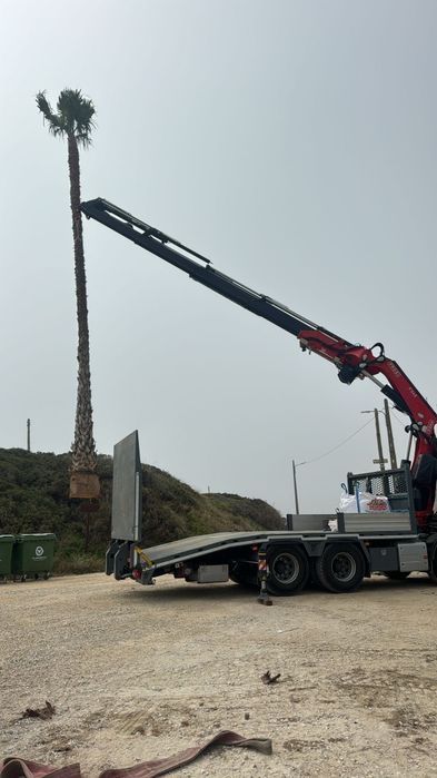 Palmeiras Washingtonia robusta