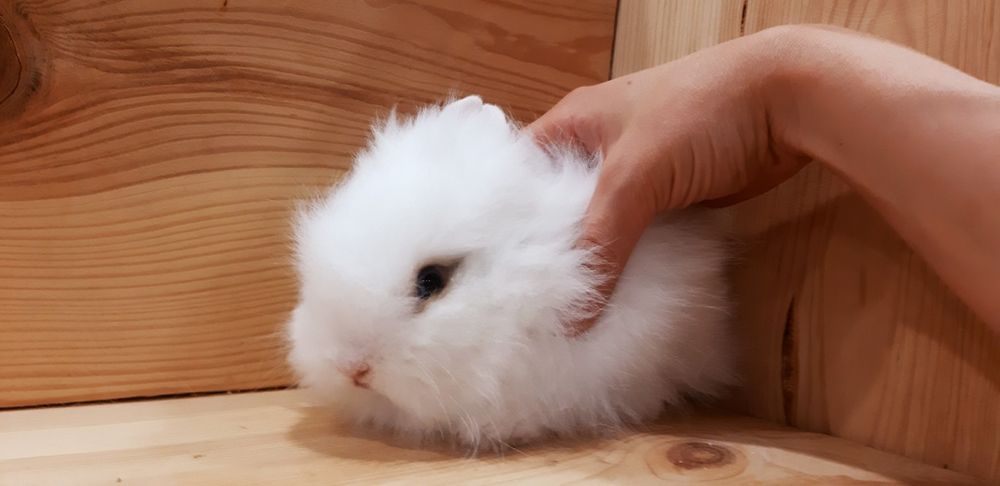 Карликовые миниатюрные декорат.торчеухие и вислоухие мини кролики