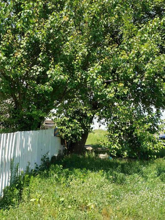 Будинок 100 м² на 1 га землі | Баня | Колодязь | Житомирська обл. | 15 000 $