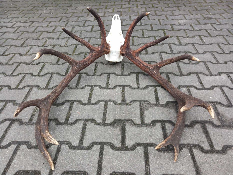 Poroże, Wieniec, Byk, Jeleń, Rogi 8 kg