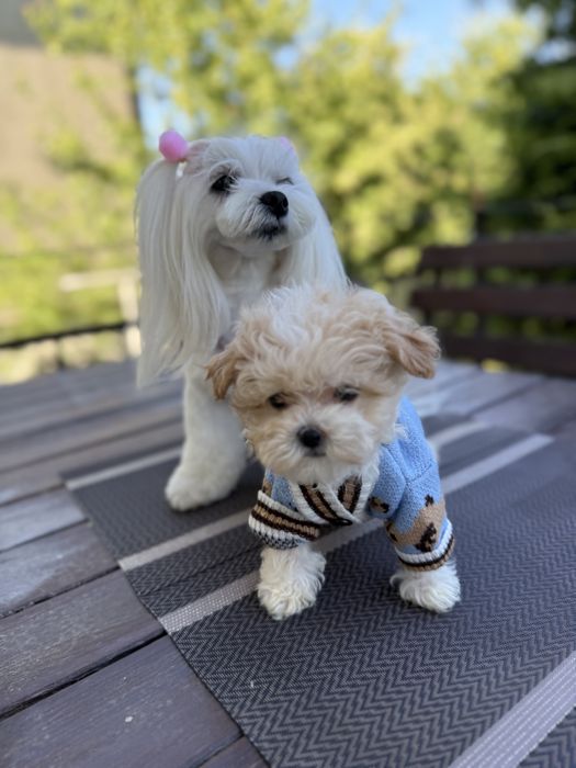 VIP мальтіпу з паапортом