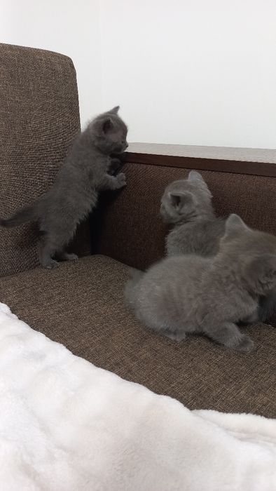 Продаж шотладських висловухих та прямовухих котиків